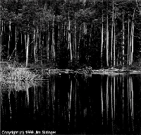 Click on this image for Southwest USA gallery. Image: Beaver Pond & Aspens, Colorado